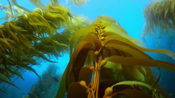 Yüzeyde Yüzen Altın Yosun Fronds Yakın Kuzey Kaliforniya Kıyısı Abd — Stok video