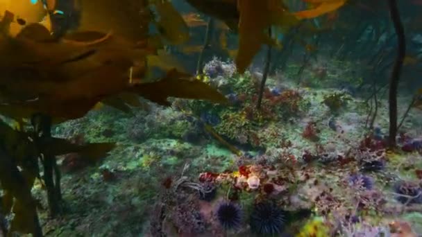 Deniz Kestanelerinin Echinometra Viridis Sığ Sularda Deniz Tabanında Kuzey Kaliforniya — Stok video