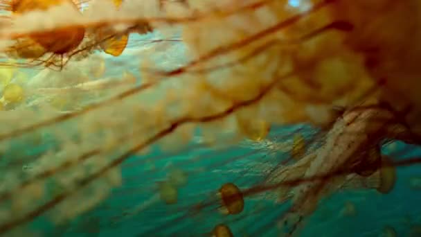 Ogromne Roje Meduz Kompasowych Chrysaora Hysoscella Morzach Przybrzeżnych Północna Alaska — Wideo stockowe