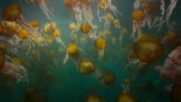 알래스카 해안에 나침반 해파리 Chrysaora Hysoscella — 비디오