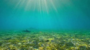 Güneybatı Papua, Endonezya 'daki Raja Ampat Adaları' ndaki bebek köpekbalıkları için uygun Misool adaları.