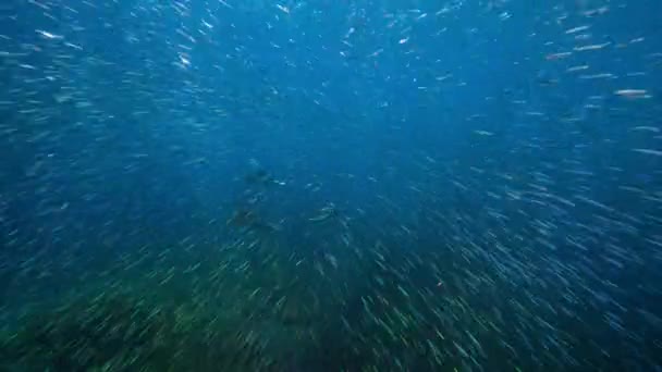 印度尼西亚西南部巴布亚拉亚安帕塔群岛的曼塔鱼 曼塔鱼 在浅海觅食 — 图库视频影像