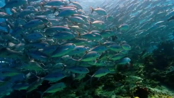 Recife Coral Saudável Com Escola Peixes Subaquáticos Ilhas Raja Ampat — Vídeo de Stock