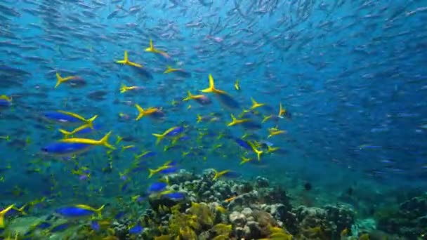 Gezond Koraalrif Met School Fish Underwater Raja Ampat Eilanden Zuidwest — Stockvideo