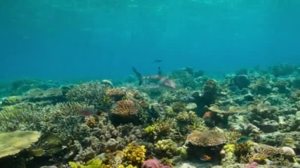 Isole Misool Adatte Vivai Squali Neonati Nelle Isole Raja Ampat — Video Stock