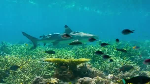 印度尼西亚西南部巴布亚Raja Ampat群岛适于喂养幼鱼的Misool岛 — 图库视频影像