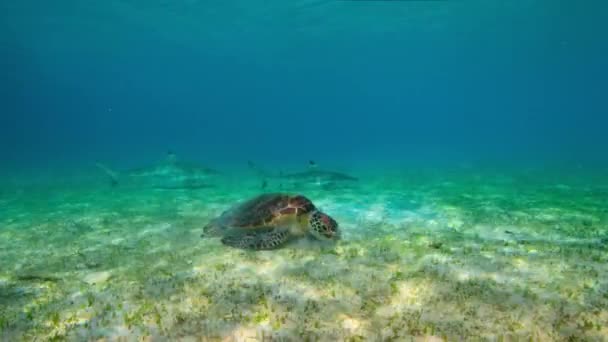 Χελώνες Βόσκουν Στη Θαλάσσια Βλάστηση Raja Ampat Islands Στη Νοτιοδυτική — Αρχείο Βίντεο