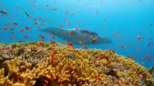 印度尼西亚西南部巴布亚拉亚安帕塔群岛的曼塔鱼 曼塔鱼 在浅海觅食 — 图库视频影像