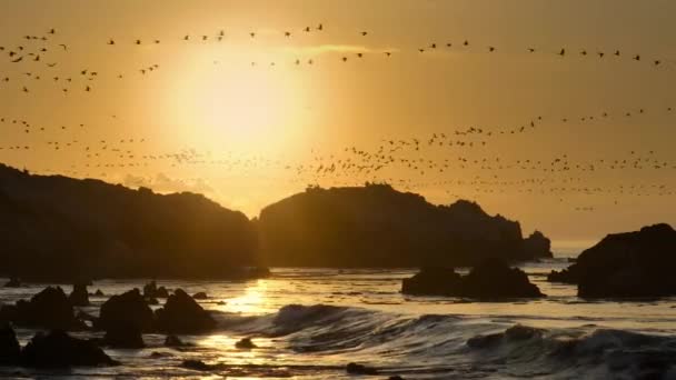 Uma Grande Caravana Aves Marinhas Procura Comida Costa Pacífico América — Vídeo de Stock