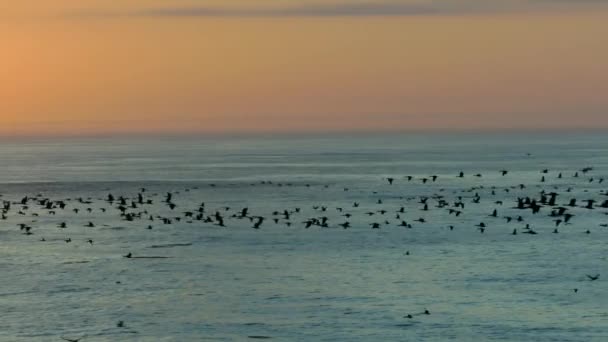 Uma Grande Caravana Aves Marinhas Procura Comida Costa Pacífico América — Vídeo de Stock