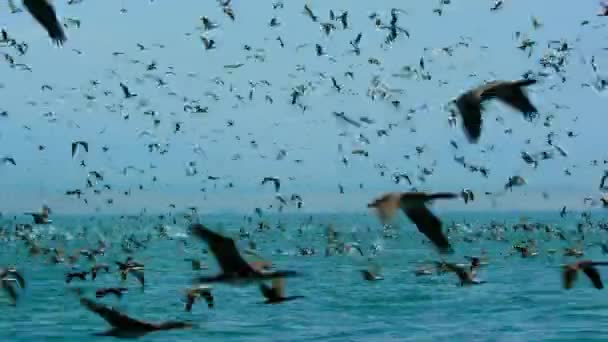 Guanay Karabatağı Leucocarbo Bougainvilliorum Denize Dalarken Peru Memeleri Sula Variegata — Stok video