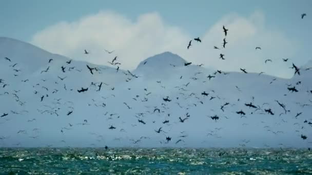 Guanay Kormorane Leucocarbo Bougainvilliorum Tauchen Ins Meer Und Peruanische Tölpel — Stockvideo
