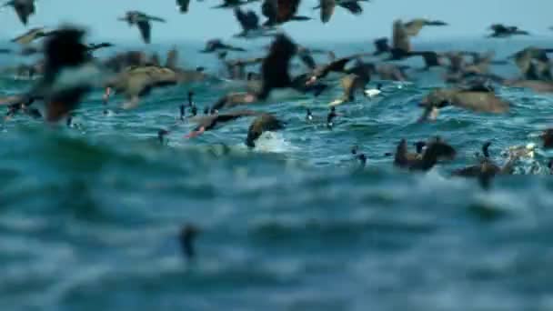 Los Pelícanos Pelecanus Onocrotalus Cazan Peces Superficie Costa Del Pacífico — Vídeos de Stock