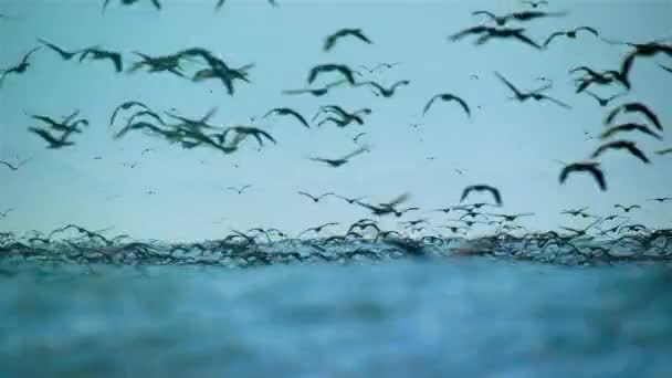 Die Pelikane Pelecanus Onocrotalus Jagen Der Pazifikküste Südamerikas Fische Der — Stockvideo