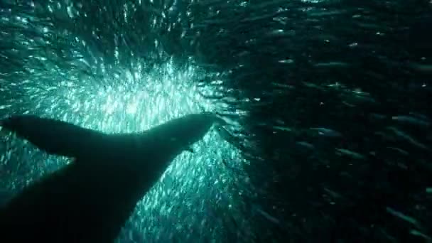 Морские Львы Охотятся Анчоусов Байтбол Водой Тихоокеанском Побережье Южной Америки — стоковое видео