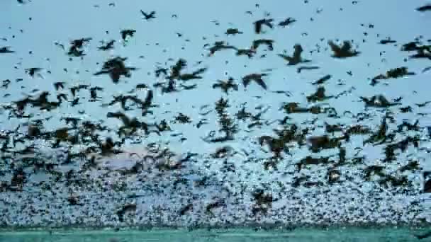 Stor Karavan Sjöfåglar Söker Mat Stilla Havskusten Sydamerika — Stockvideo