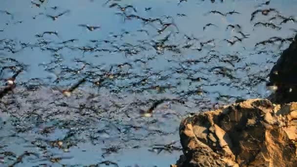 南アメリカの太平洋岸で食料を探している海鳥の偉大なキャラバン — ストック動画