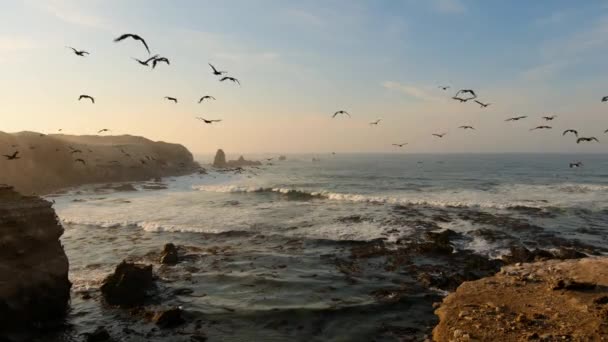 Aves Marinhas Reúnem Milhões Nas Costas Deserto Atacama Costa Pacífico — Vídeo de Stock