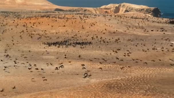 Aves Marinas Reúnen Millones Las Costas Del Desierto Atacama Costa — Vídeo de stock
