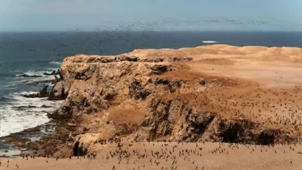Zeevogels Verzamelen Zich Miljoenen Atacama Woestijn Kusten Stille Oceaan Kust — Stockvideo