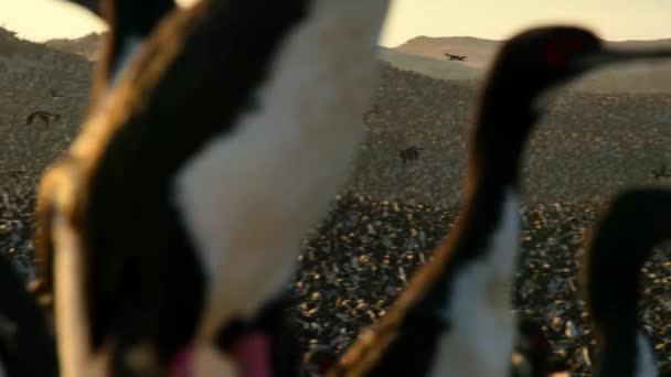 Güney Amerika Nın Pasifik Sahillerindeki Atacama Çölünde Milyonlarca Deniz Kuşu — Stok video