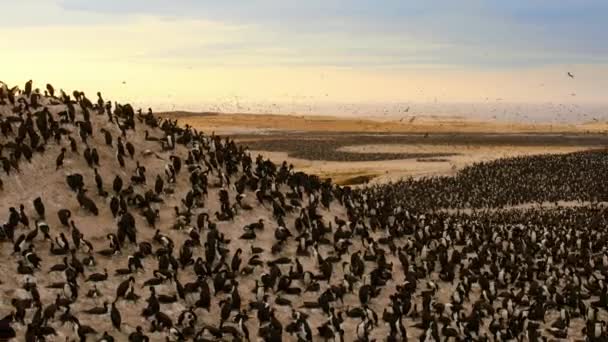 海鸟在南美洲太平洋海岸的阿塔卡马沙漠海岸聚集了数百万只海鸟 — 图库视频影像