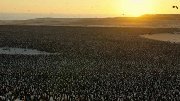 Millionen Seevögel Sammeln Sich Den Küsten Der Atacama Wüste Der — Stockvideo