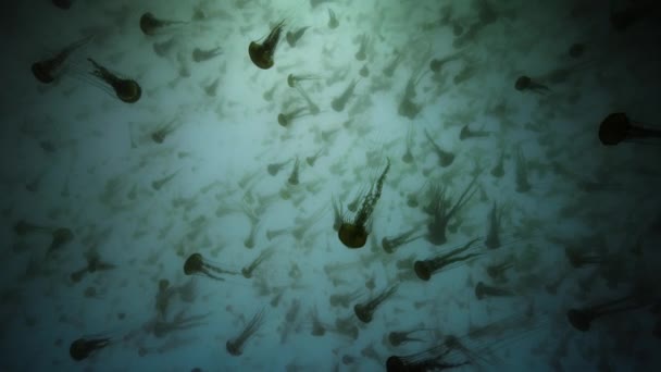 阿拉斯加北部沿海海面上成群结队的罗盘水母 Chrysaora Hysoscella — 图库视频影像