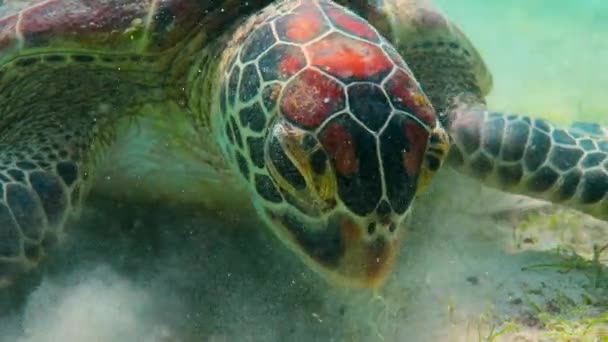 Tartarugas Pastam Mar Ilhas Raja Ampat Sudoeste Papua Indonésia — Vídeo de Stock