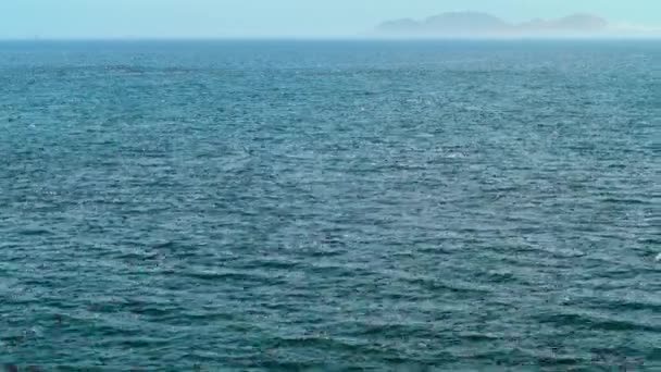 Stor Karavan Sjöfåglar Söker Mat Stilla Havskusten Sydamerika — Stockvideo