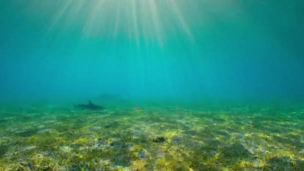 Νησίδες Misool Κατάλληλες Για Βρεφονηπιακούς Σταθμούς Για Καρχαρίες Στα Νησιά — Αρχείο Βίντεο