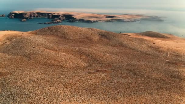 Sjöfåglar Samlas Miljoner Atacamas Ökenstränder Vid Sydamerikas Stilla Kust — Stockvideo
