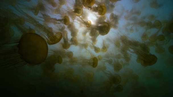 Kuzey Alaska Kıyı Denizlerinde Muazzam Pusula Denizanası Chrysaora Hysoscella Sürüleri — Stok video