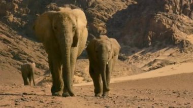 Bir çöl fili sürüsü (Loxodonta africana) Namibya 'da yiyecek arıyor