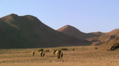 Bir çöl fili sürüsü (Loxodonta africana) Namibya 'da yiyecek arıyor