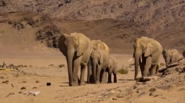 Bir çöl fili sürüsü (Loxodonta africana) Namibya 'da yiyecek arıyor