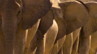 Namibya 'da yiyecek aramak için çöl fillerini (Loxodonta africana) kapatın