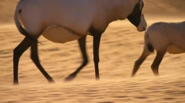 Arap antilop sürüsü (Oryx leucoryx) Rub 'al Khali çölünde, Arap Yarımadası' nda yiyecek arar.