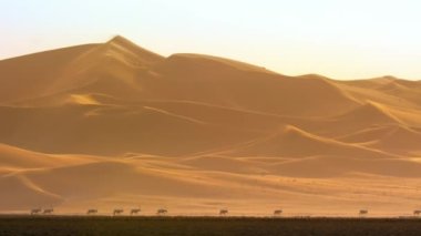 Arap antilop sürüsü (Oryx leucoryx) Rub 'al Khali çölünde, Arap Yarımadası' nda yiyecek arar.