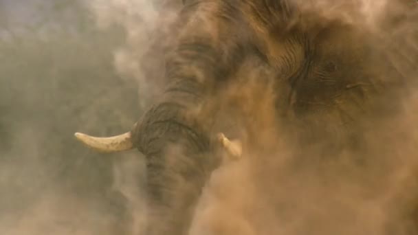 Закрытые Слоны Loxodonta Affa Используют Свой Ствол Принять Ванну Песком — стоковое видео