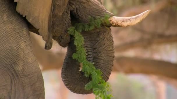 ナミビアのキャノピーの種子のポッドや葉を食べるために彼らのトランクを使用して砂漠の象 Loxodontaアフリカ の閉鎖 — ストック動画