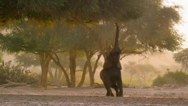 Primer Plano Los Elefantes Del Desierto Loxodonta Africana Utilizan Tronco — Vídeo de stock