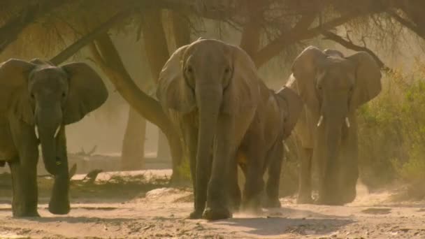 Stado Słoni Pustynnych Loxodonta Africana Poszukuje Pożywienia Namibii — Wideo stockowe