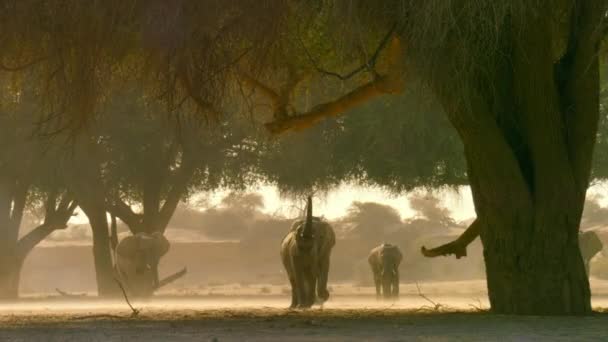Κοντινό Πλάνο Των Ελεφάντων Της Ερήμου Loxodonta Africana Χρησιμοποιούν Τον — Αρχείο Βίντεο