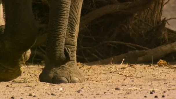 Närbild Desert Elefanter Loxodonta Africana Använda Sin Stam För Att — Stockvideo