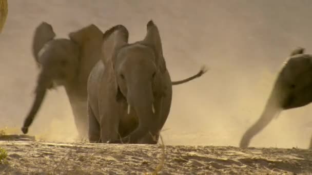 Крупный План Пустынного Слона Loxodonta Africana Играющего Скользящего Песчаной Дюны — стоковое видео
