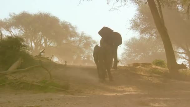一群非洲沙漠象 Loxodonta Africana 在纳米比亚寻找食物 — 图库视频影像