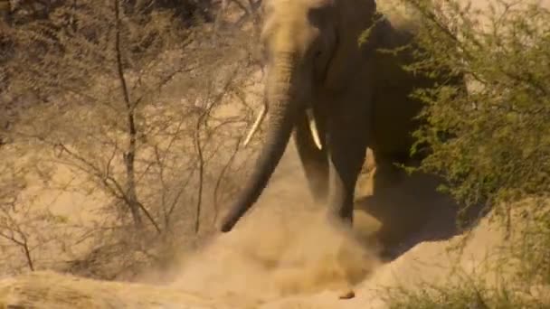 Primer Plano Del Ternero Elefante Del Desierto Loxodonta Africana Jugando — Vídeo de stock