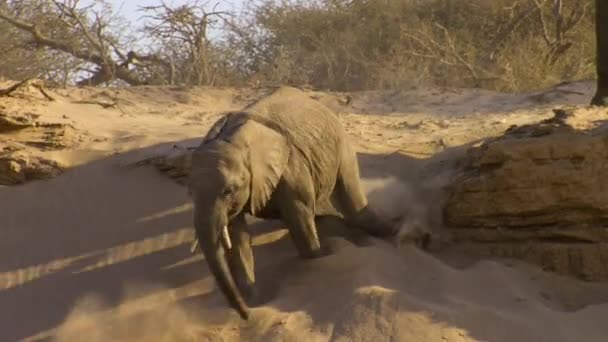 ナミビアの砂丘で遊んだり滑ったりする砂漠の象の子牛 Loxodonta Africana のクローズアップ — ストック動画