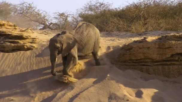 Sluiten Van Desert Olifant Kalf Loxodonta Africana Spelen Glijden Van — Stockvideo